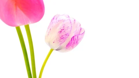 Pink and white tulips backdrop Video stock 106330779
