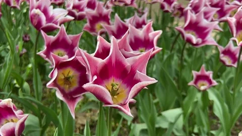 Pink and white tulips dancing in the spring wind. Parco Sigurtà, Verona Stock Footage 238558096