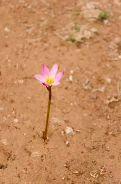 Pink and yellow flower in a sandy arid ground Stock Photos