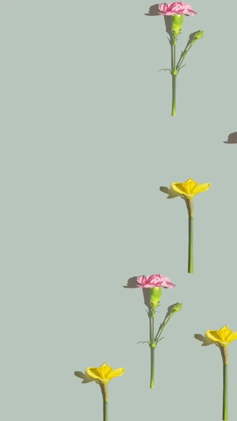 Pink and yellow flowers pattern on a green background. Daffodils and carnations Stock Footage 239003566