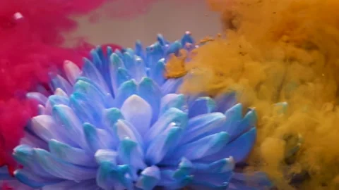 Pink and yellow ink explodes over a blue chrysanthemum under water. flower Stock Footage 154712025