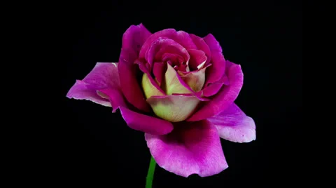 Pink and yellow multi-colored rose flower blooming timelapse Stock Footage 25791790