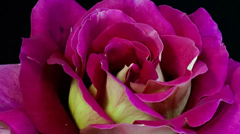 Pink and yellow multi-colored rose flower blooming timelapse close up Stock Footage 36818378