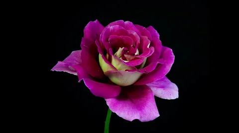 Pink and yellow multi-colored rose flower blooming timelapse in 4k Stock Footage 37403425