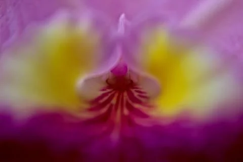 Pink and yellow orchid focused on its path Stock Photos