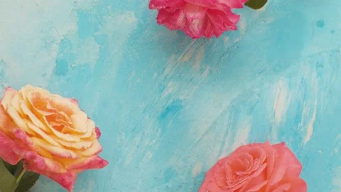 Pink and yellow roses on a blue background Stock Footage 136930341