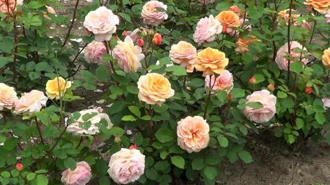 Pink and yellow roses Vidéo 338092372