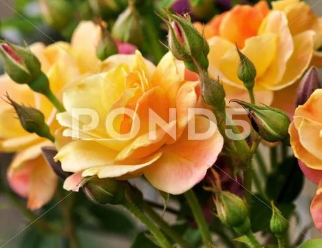 Pink and yellow roses Stock Photos