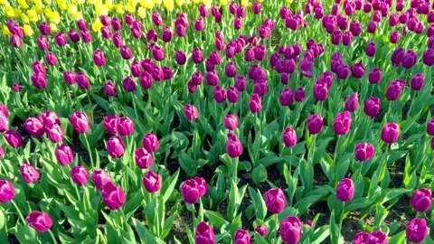 Pink and yellow tulip fields swing on the wind. Natural Stockbeeldmateriaal 196085462