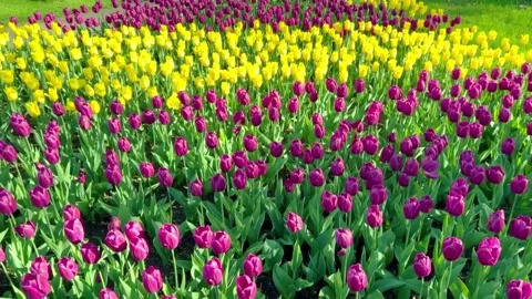 Pink and yellow tulip fields swing on the wind. Natural Stockbeeldmateriaal 196086039