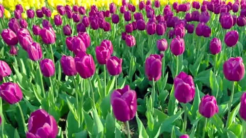 Pink and yellow tulip fields swing on the wind. Natural Stockbeeldmateriaal 196086435