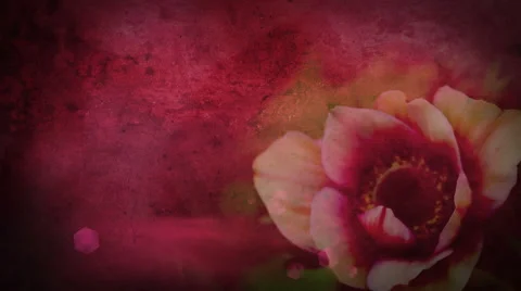 Pink Anemone  background Stock Footage 50621511