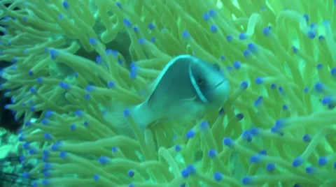 Pink anemone fish close up 動画素材 33108221