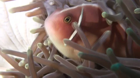 Pink anemone fish close Stock Footage 45731758