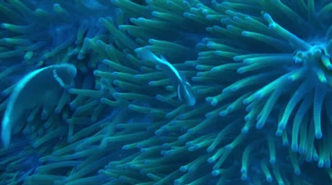 Pink anemone fish Stock Footage 22958073