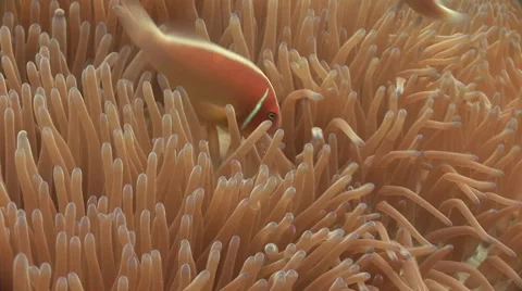 Pink Anemone Fish Video stock 53373921
