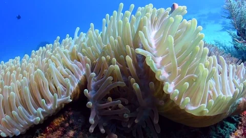 Pink Anemone Fish Stock Footage 79868174