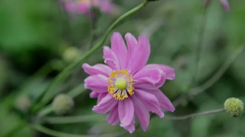 Pink anemone flower Vídeo Stock 42499427