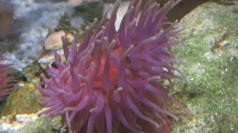 Pink Anemone with light flickering over it Stock Footage 10750760