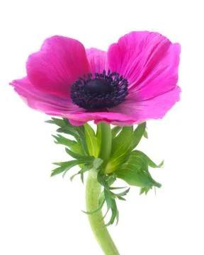 Pink Anemone Stock Photos