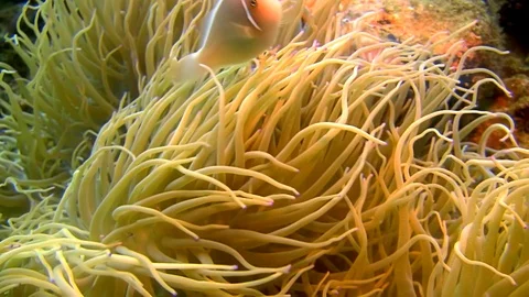 Pink Anemonefish (Amphiprion perideraion) in a Sebae Anemone Stock Footage
