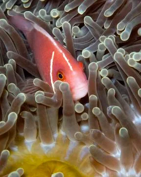 Pink anemonefish close up Stock Photos