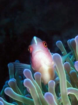Pink anemonefish with dark background Foto stock