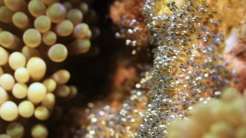 Egg Underwater Stock Footage ~ Royalty Free Stock Videos