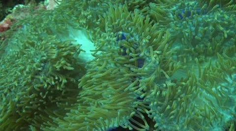 Pink anemonefish Stock Footage 10735484