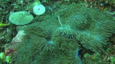 Pink anemonefish Stock Footage 10736982