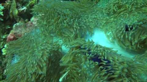 Pink anemonefish Stock Footage 10736984