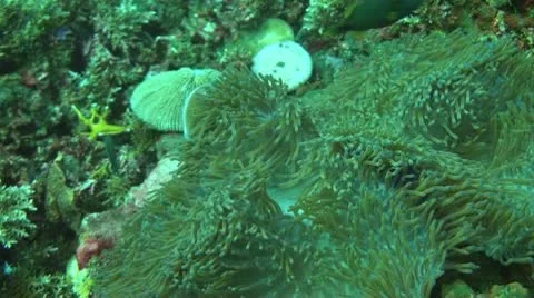 Pink anemonefish Stock Footage 10736990