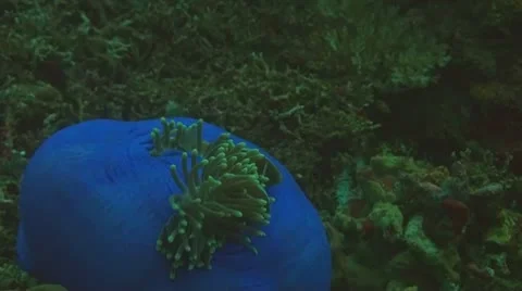 Pink anemonefish Stock Footage 10737003