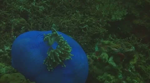 Pink anemonefish Stock Footage 10737005