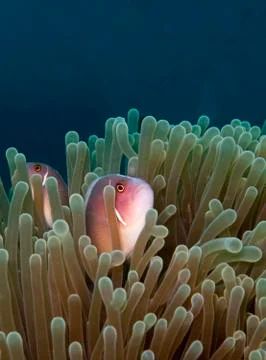 Pink anemonefish Stock Photos