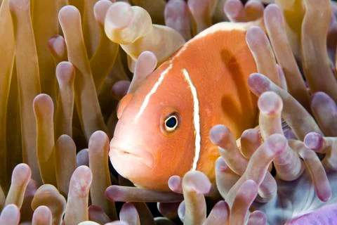 Pink Anemonefish Stock Photos