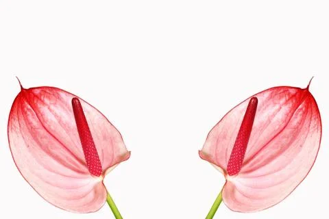 Pink anthurium Stock Photos