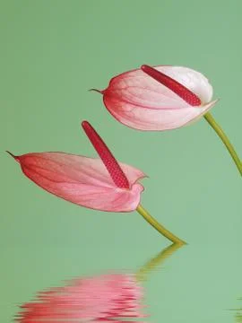 Pink anthurium Foto stock