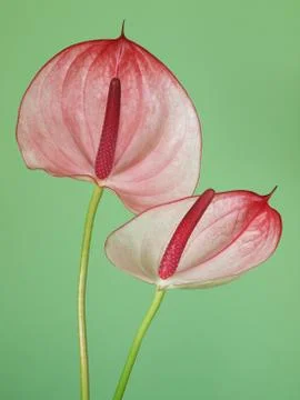 Pink anthurium Stock Photos
