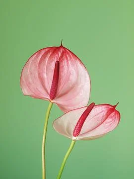 Pink anthurium Stock Photos