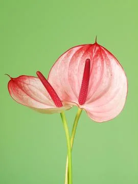 Pink anthurium Stock Photos