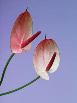Pink anthurium Stock Photos