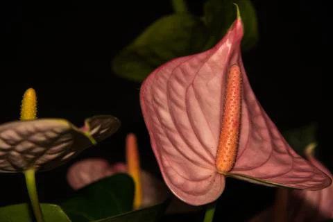 Pink Anthurium Foto stock