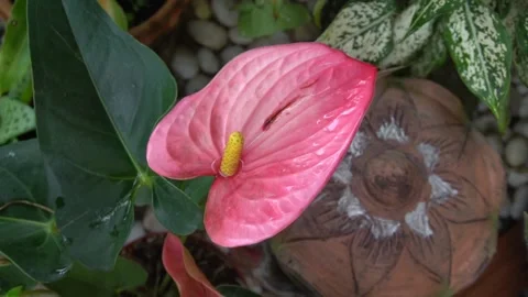 Pink anthurium Placed in the garden Stock Footage 135961901