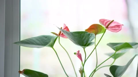 Pink anthurium stands on the window in a pot Stock Footage 153781099