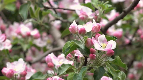 Pink apple blooming tree with softened effect and unusual background. Stock Footage 66519473