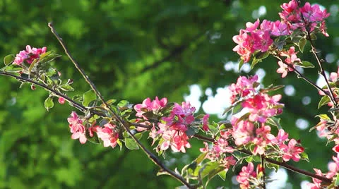 Pink apple blossom Stock Footage 23182389