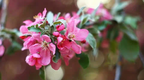 Pink apple blossom Stock Footage 23227481
