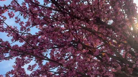 Pink Apple Blossom Stock Footage 238613548