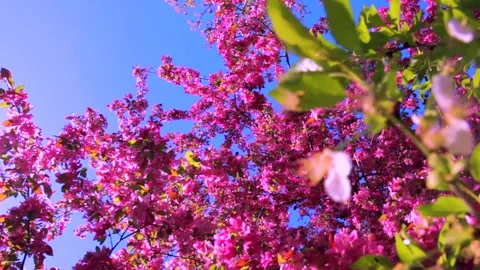 Pink apple blossom tree . Spring flowers of heavenly apples Vídeos de archivo 150195442